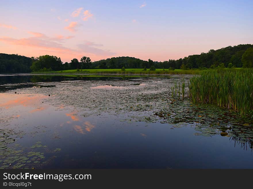 Reflection, Water, Nature, Wetland