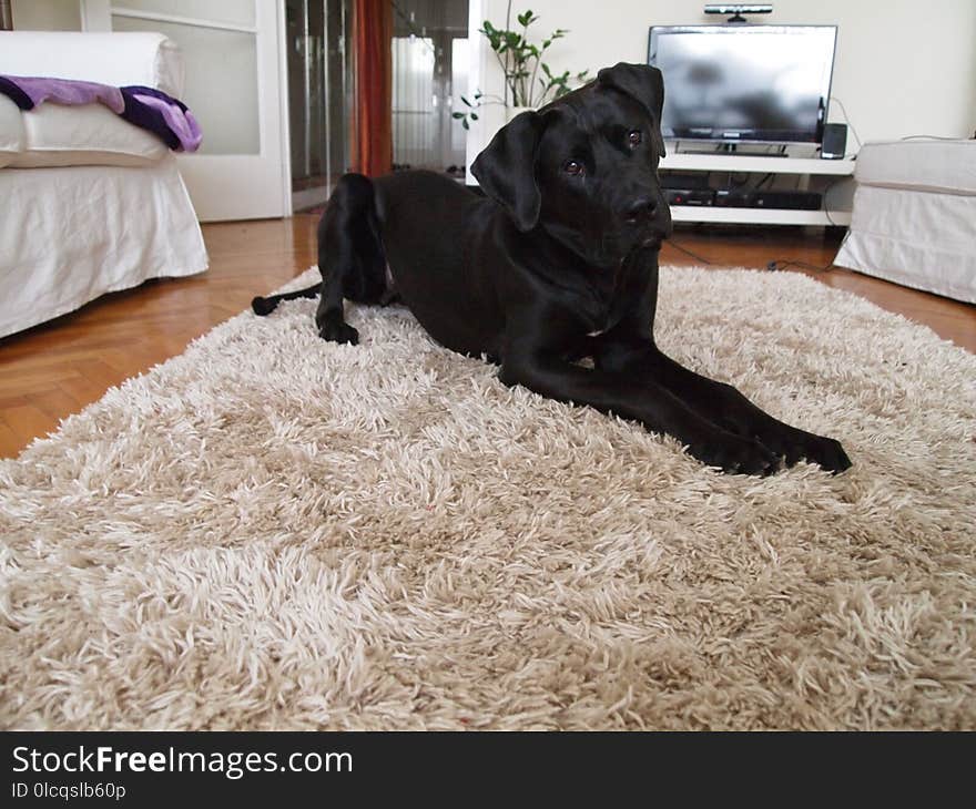 Dog, Dog Like Mammal, Dog Breed, Flooring