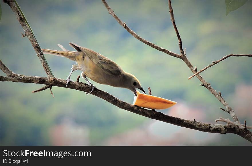 Bird, Beak, Fauna, Branch