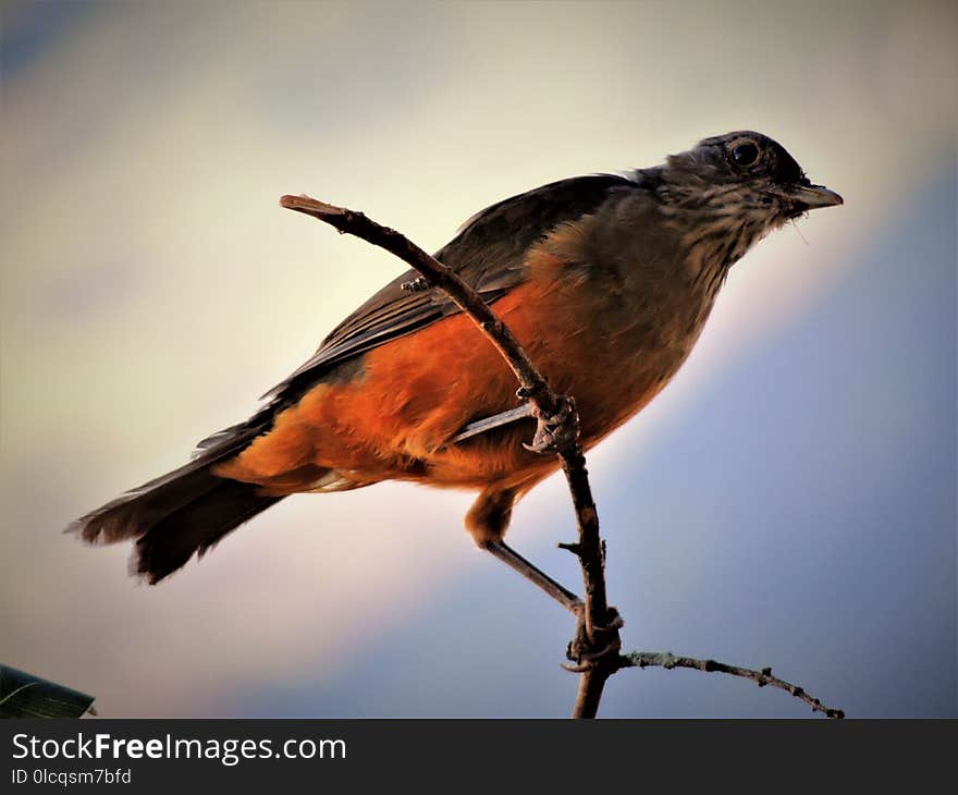 Bird, Fauna, Beak, Finch