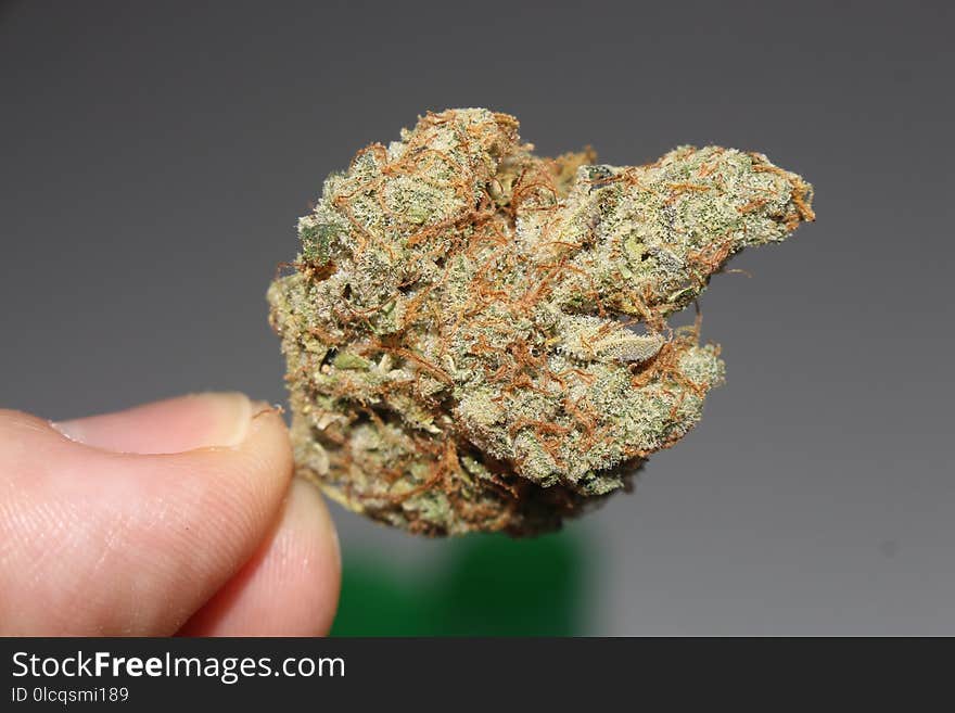 Hemp Family, Mineral
