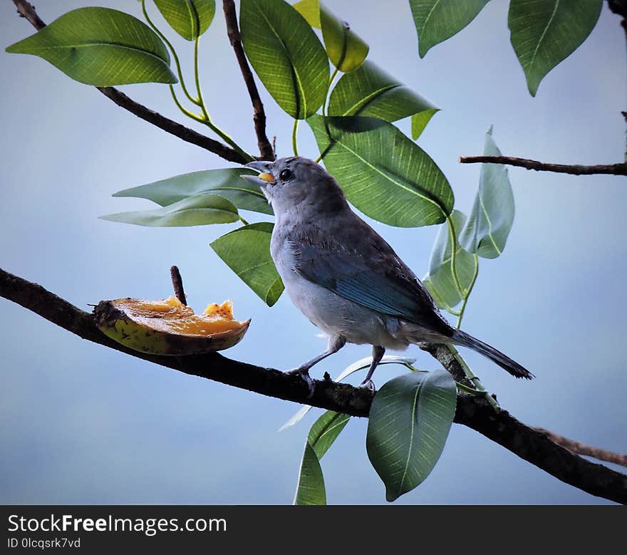 Bird, Fauna, Beak, Branch