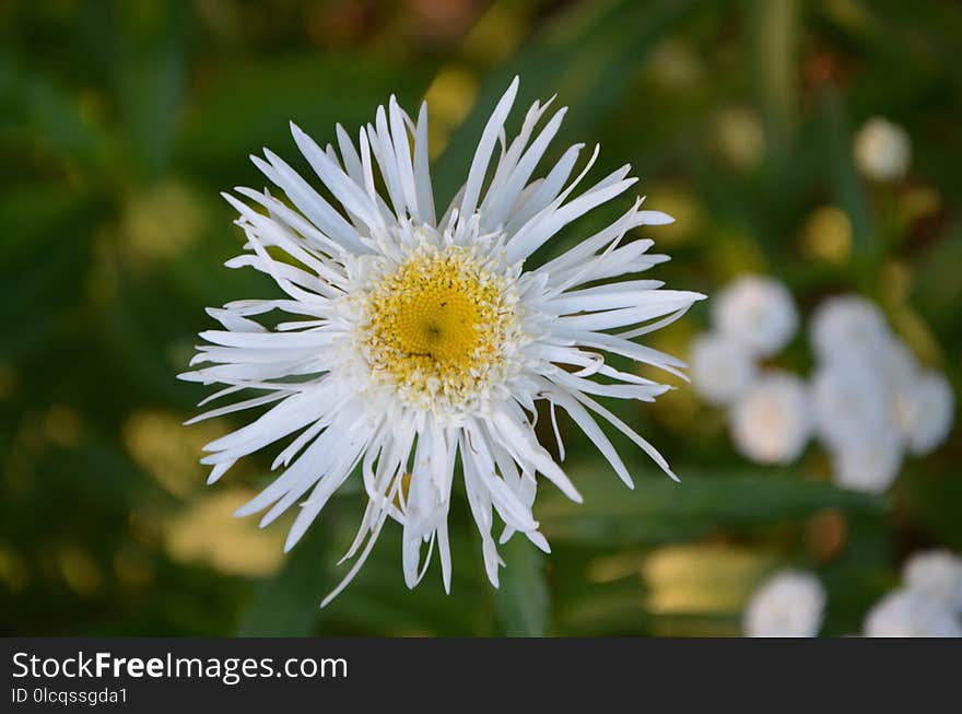 Flower, Flora, Plant, Aster