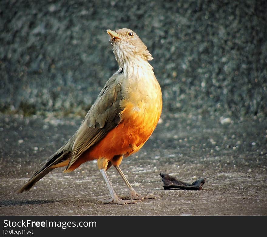 Bird, Fauna, Beak, Wildlife