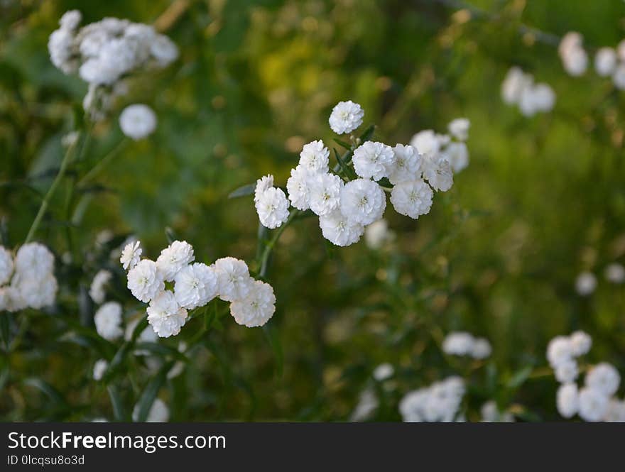 Flower, Yarrow, Plant, Viburnum