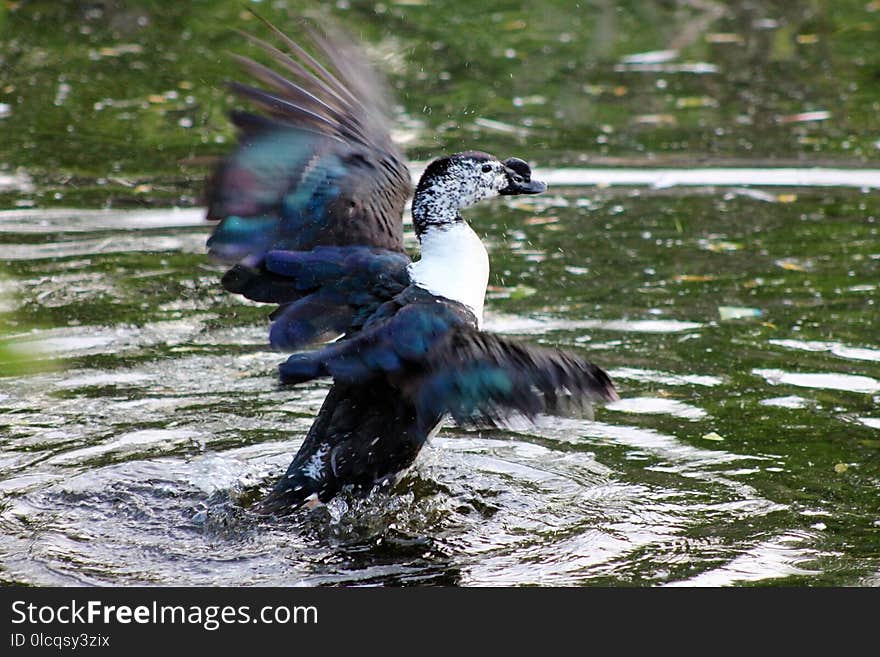 Bird, Water, Fauna, Duck