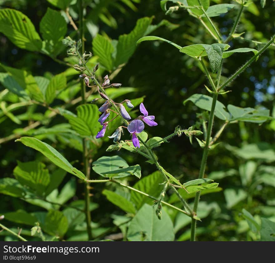 Plant, Flower, Flora, Flowering Plant