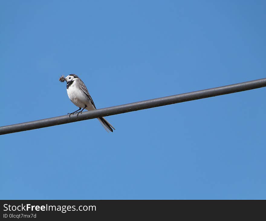 Bird, Sky, Fauna, Beak