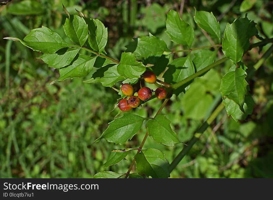 Plant, Flora, Leaf, Flowering Plant