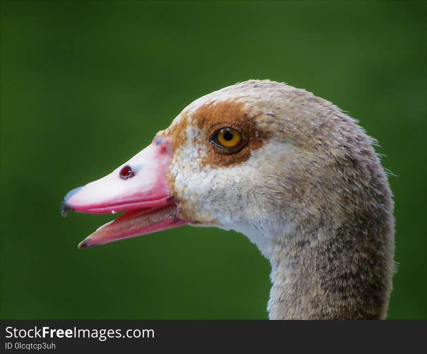 Beak, Bird, Fauna, Water Bird