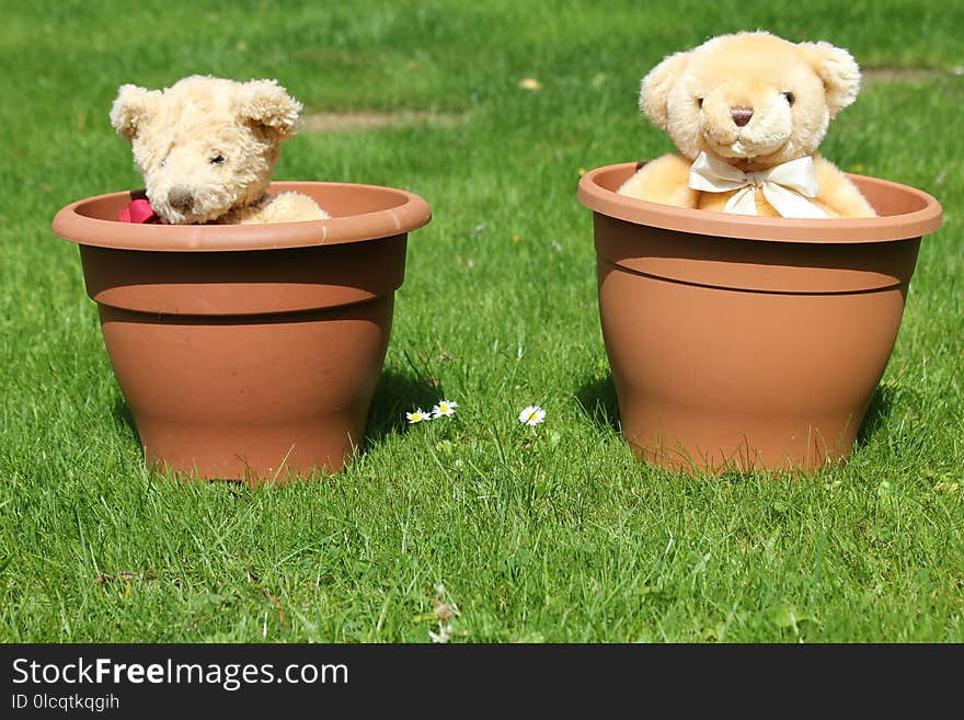 Grass, Flowerpot, Snout, Dog Like Mammal