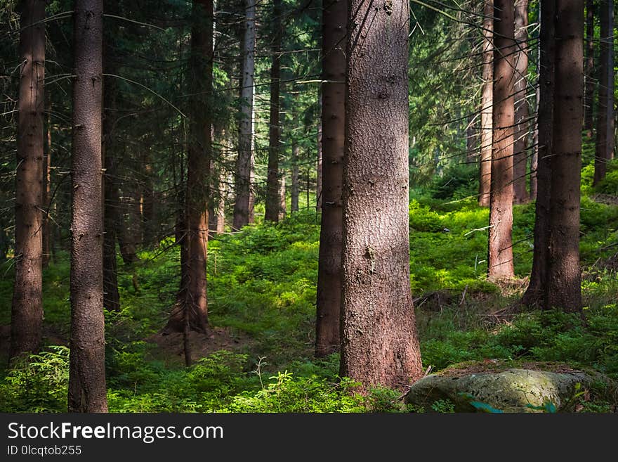 Forest, Ecosystem, Spruce Fir Forest, Woodland