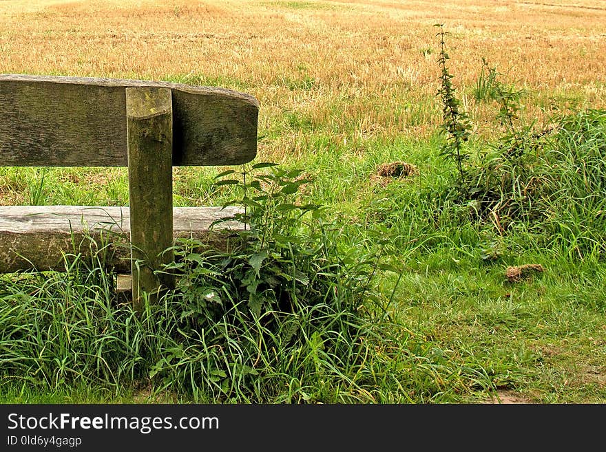 Grass, Vegetation, Nature Reserve, Grass Family