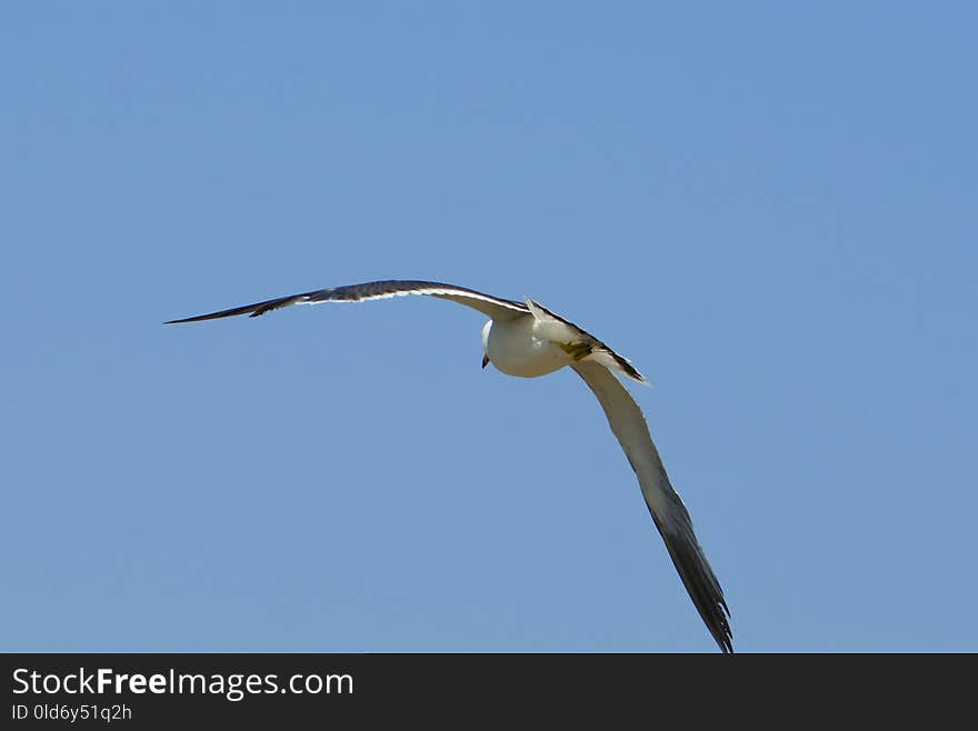 Bird, Sky, Beak, Fauna