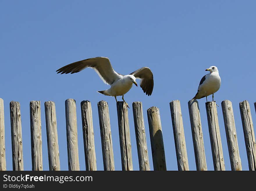 Bird, Fauna, Beak, Sky