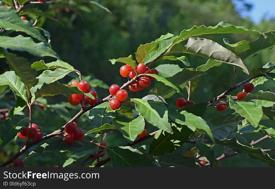 Plant, Cherry, Aquifoliaceae, Buffaloberries