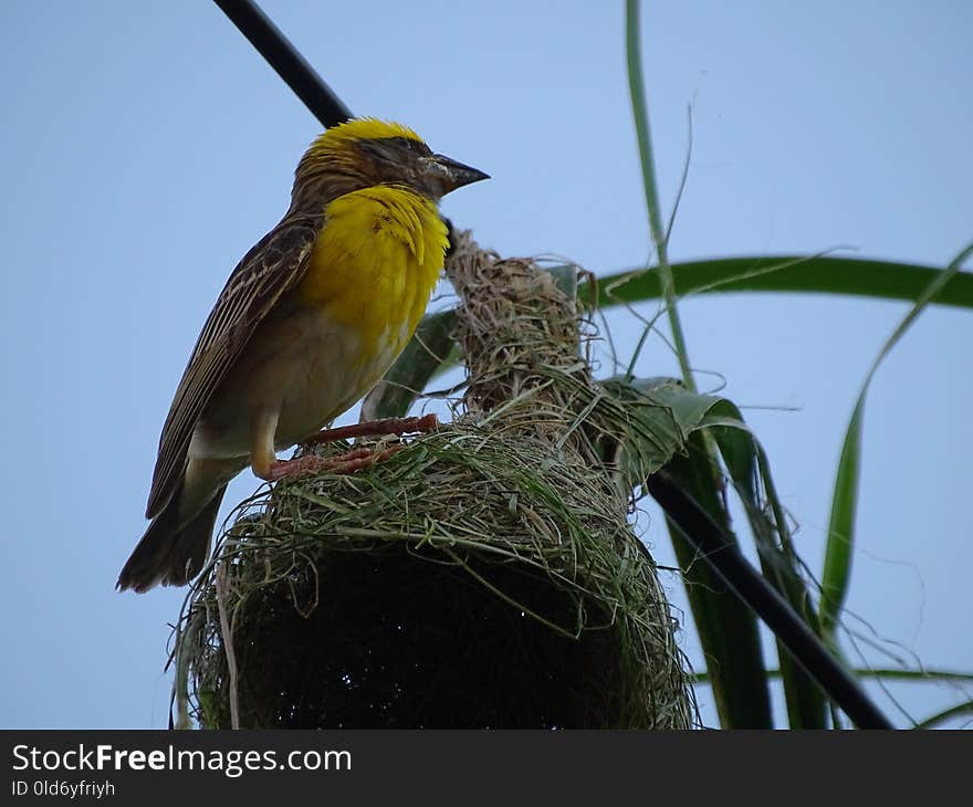 Bird, Fauna, Beak, Wildlife