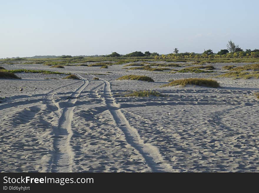 Shore, Coast, Mudflat, Wetland