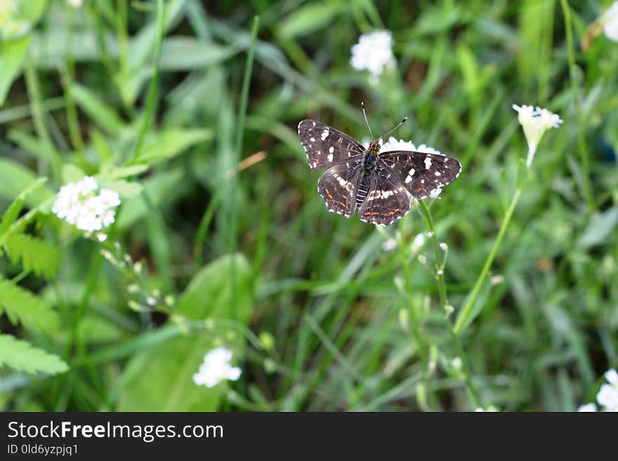 Butterfly, Moths And Butterflies, Insect, Invertebrate