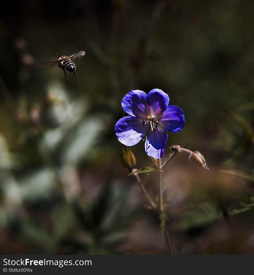 Blue, Flower, Flora, Plant