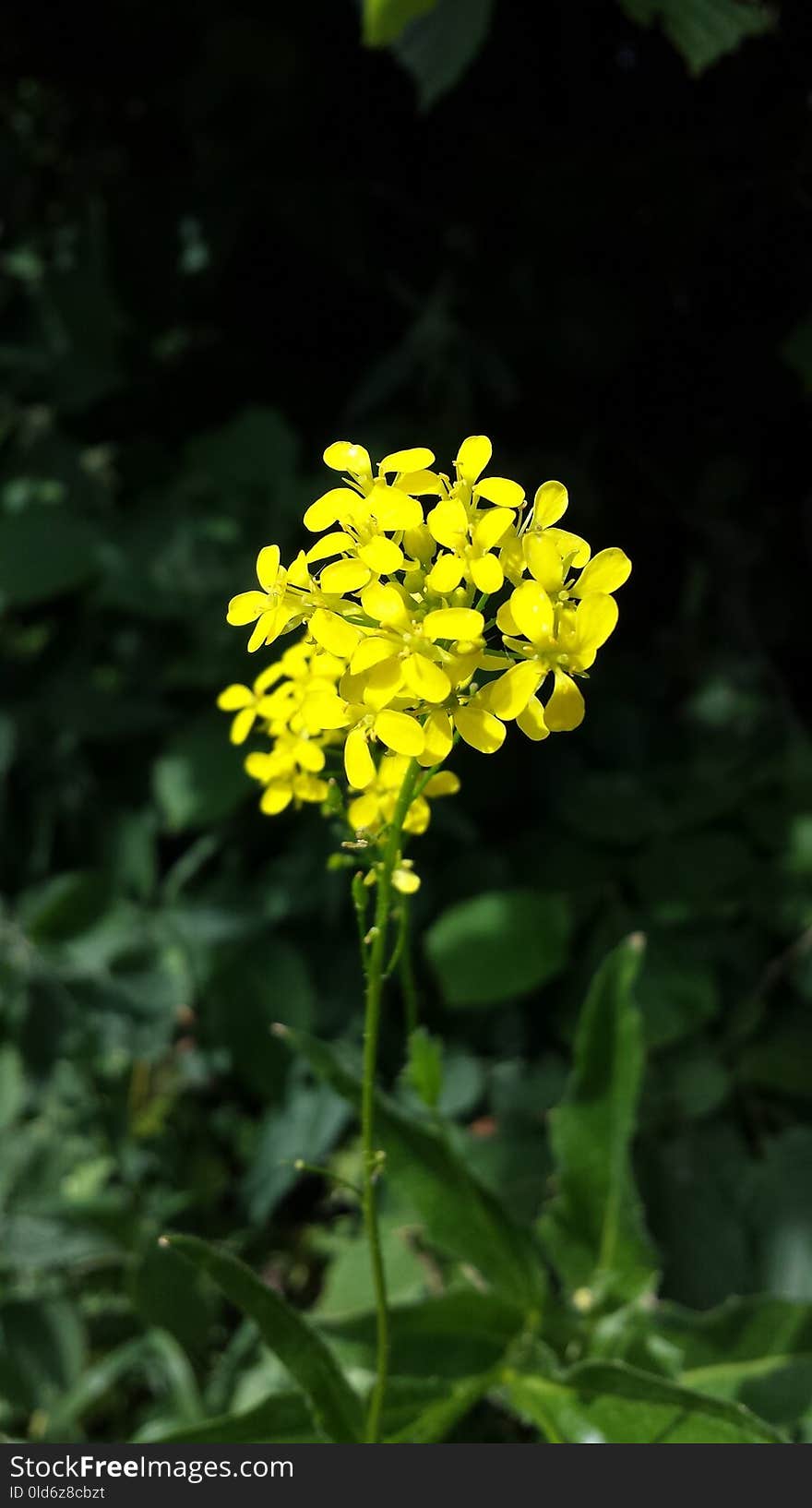 Flower, Plant, Yellow, Flora