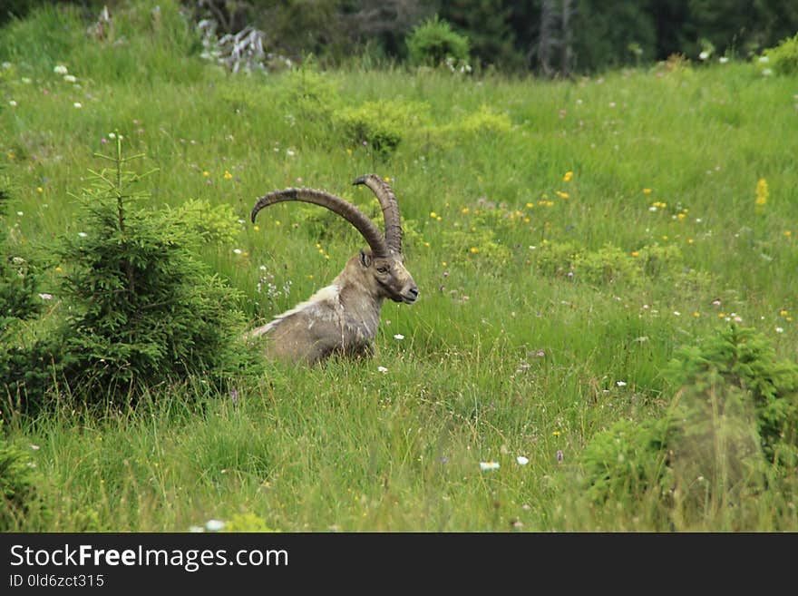 Wildlife, Fauna, Nature Reserve, Grassland