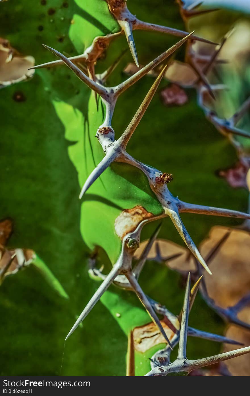 Flora, Plant, Leaf, Branch