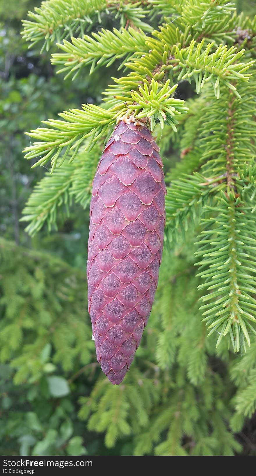 Spruce, Tree, Pine Family, Leaf