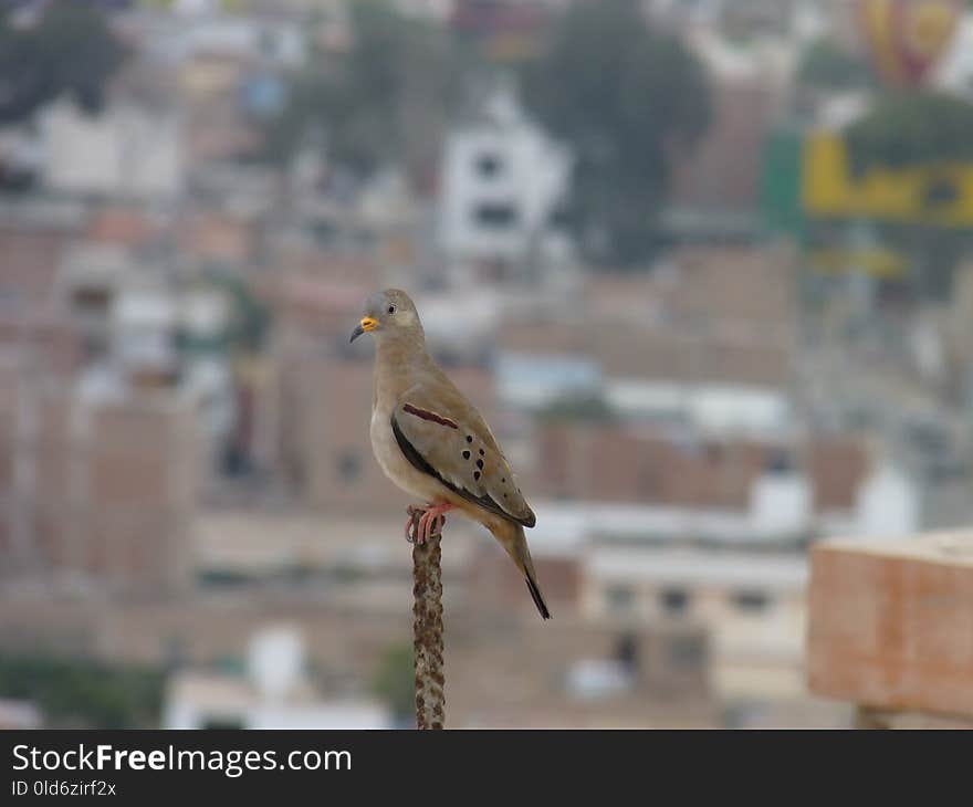 Bird, Fauna, Beak, Finch