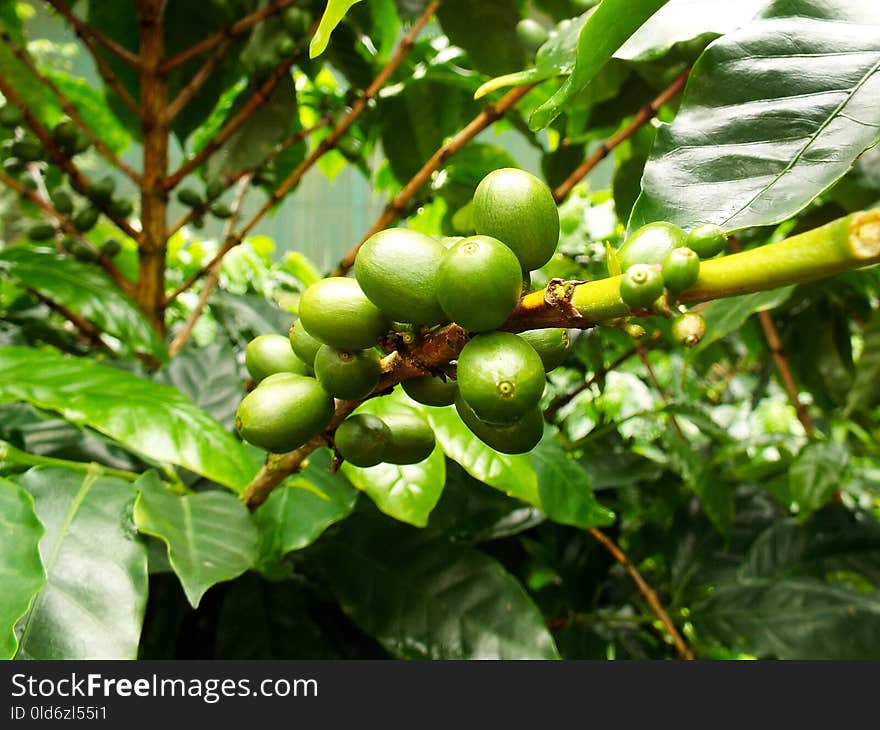 Vegetation, Fruit Tree, Plant, Fruit