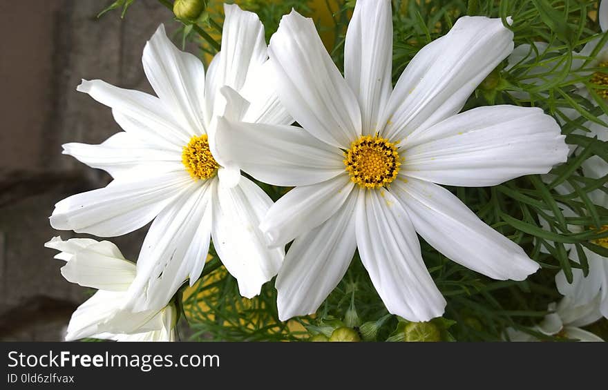 Flower, White, Flora, Plant