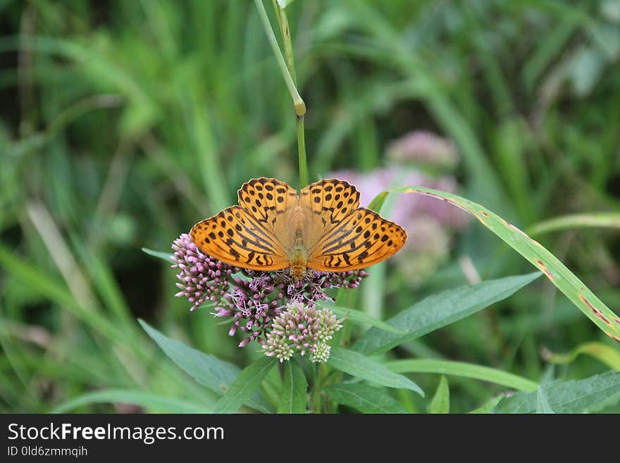 Butterfly, Moths And Butterflies, Insect, Brush Footed Butterfly