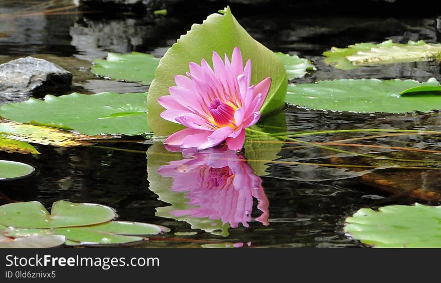 Flower, Plant, Flora, Aquatic Plant