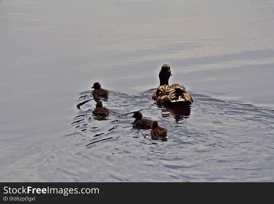 Duck, Water, Fauna, Bird