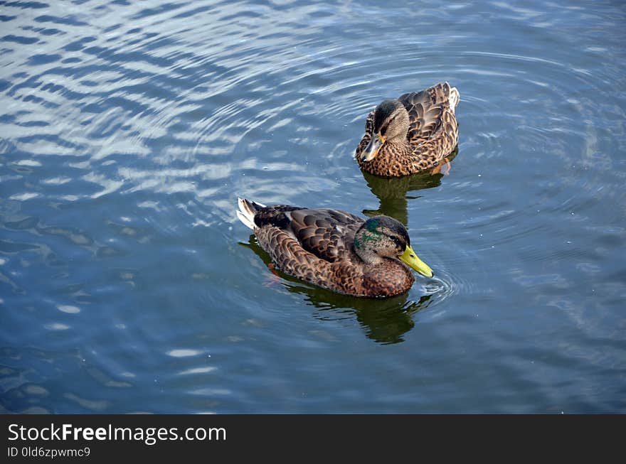 Water, Duck, Bird, Fauna