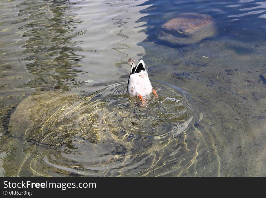 Bird, Water, Duck, Water Bird