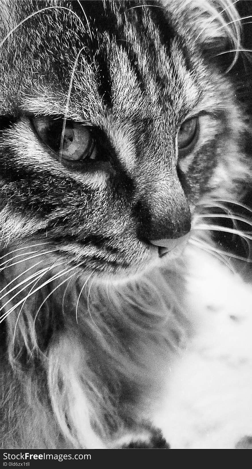 Cat, Whiskers, Black And White, Black