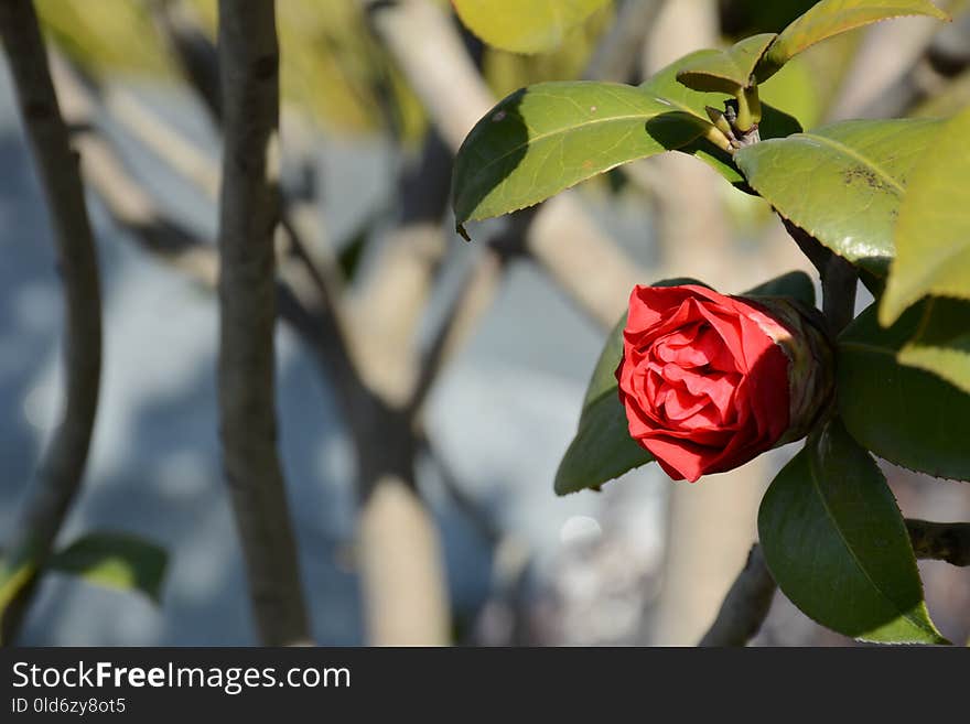 Plant, Flower, Flowering Plant, Branch