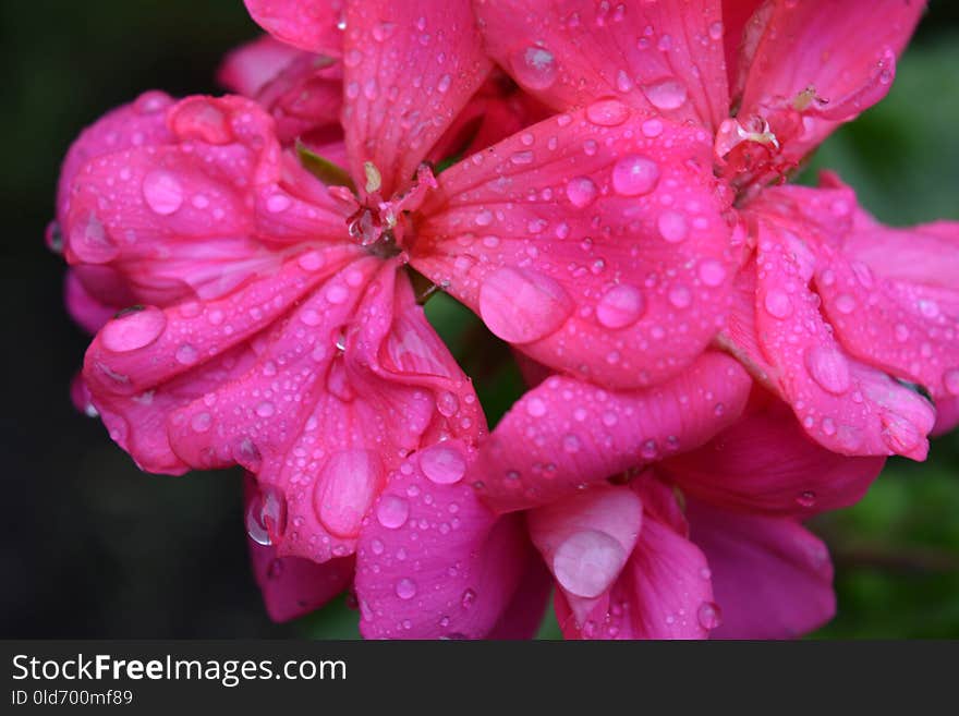 Flower, Pink, Petal, Flora