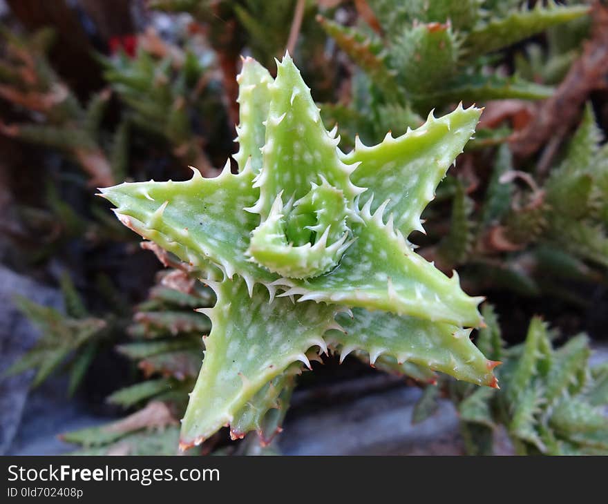 Plant, Aloe, Xanthorrhoeaceae, Thorns Spines And Prickles