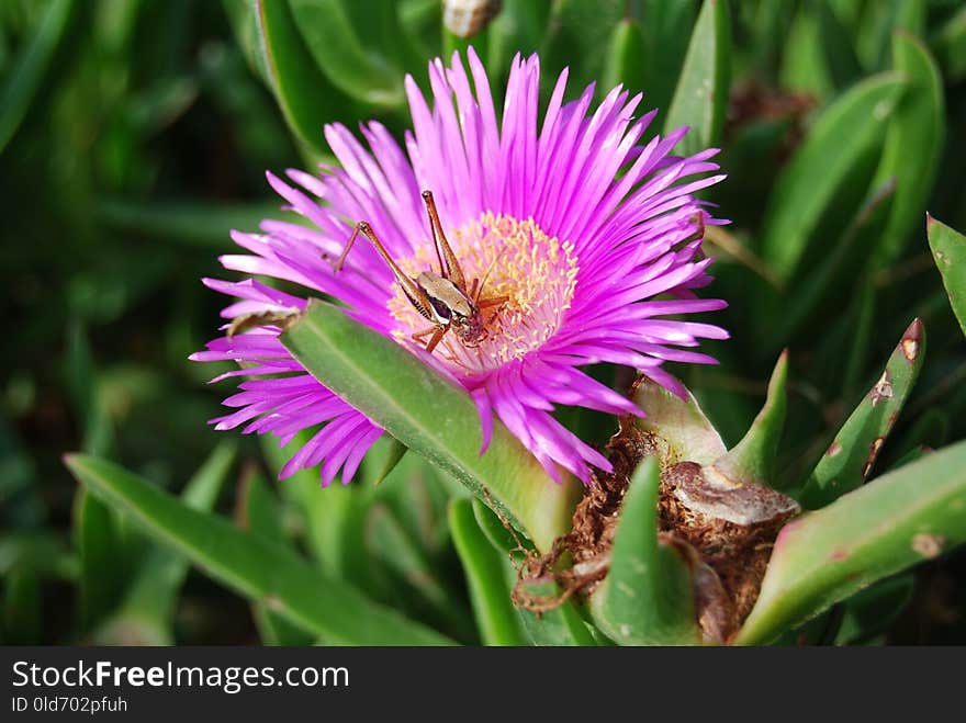 Flower, Pigface, Carpobrotus Glaucescens, Ice Plant