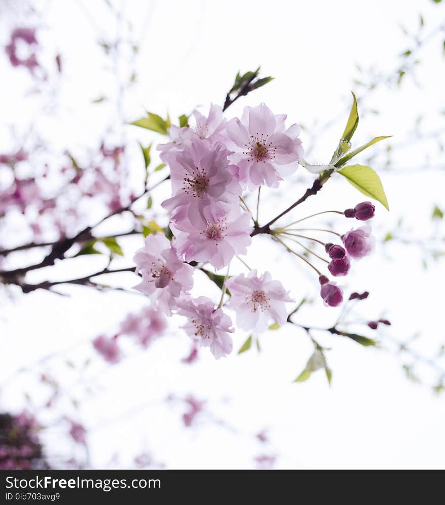 Flower, Blossom, Branch, Cherry Blossom