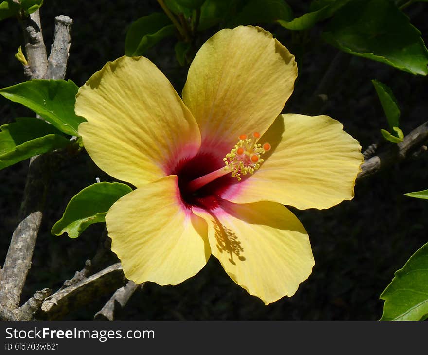 Flower, Hibiscus, Plant, Flowering Plant