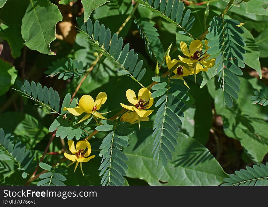 Plant, Flower, Vegetation, Flora