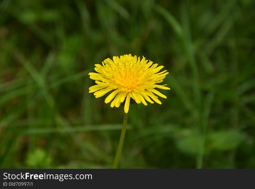 Flower, Yellow, Flora, Dandelion