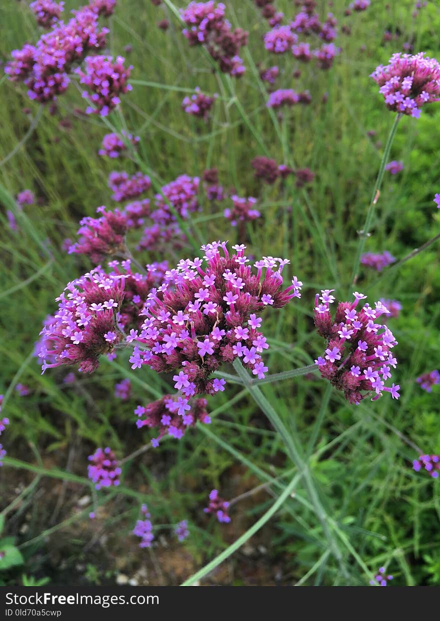 Plant, Flower, Breckland Thyme, Subshrub