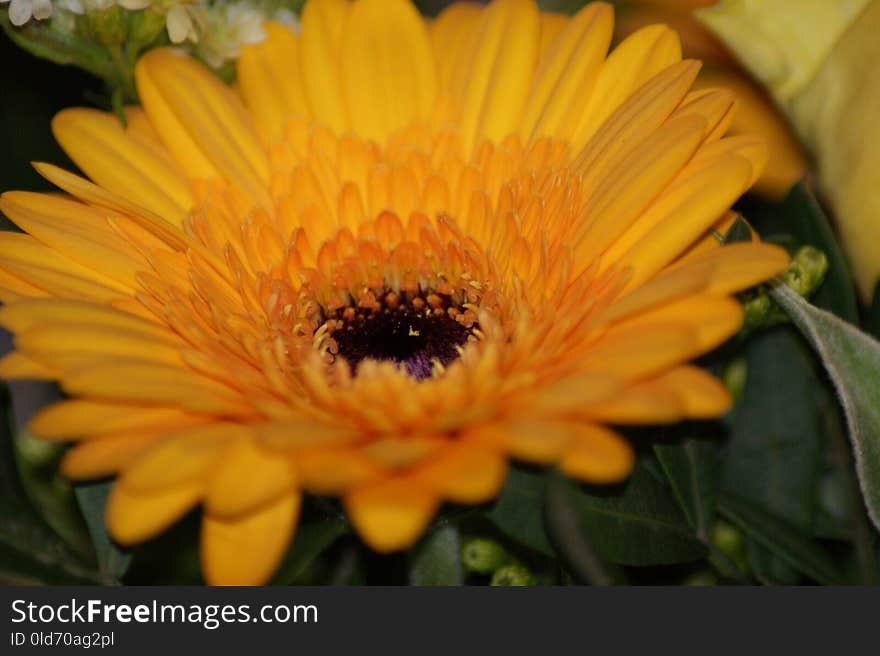 Flower, Yellow, Flora, Gerbera