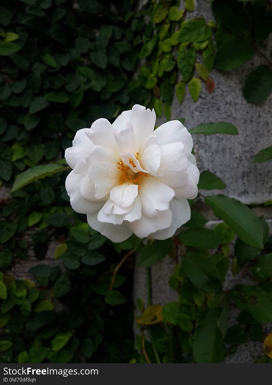 Flower, White, Rose Family, Plant