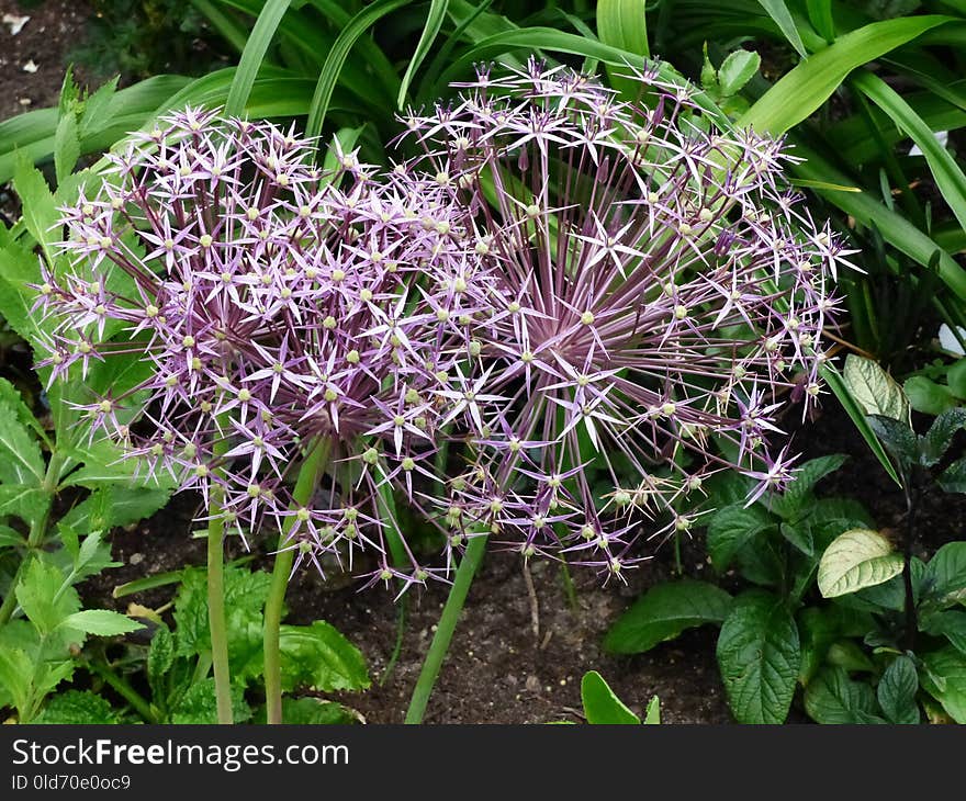 Plant, Flora, Flowering Plant, Flower