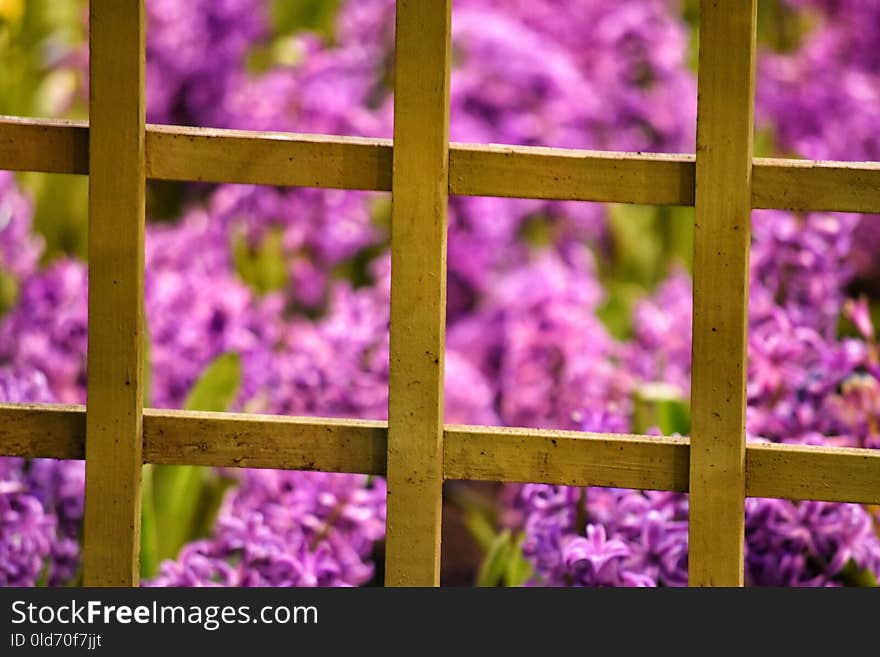 Flower, Purple, Flora, Violet